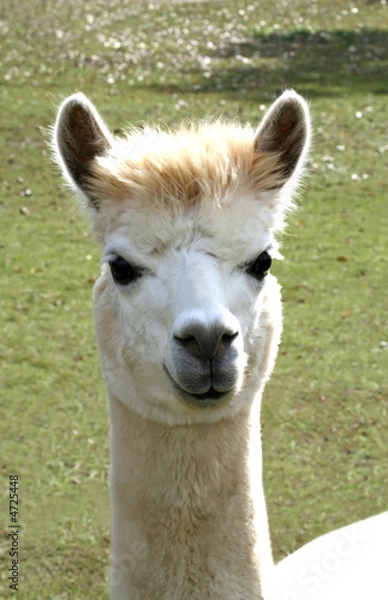 Obraz Alpaca-Llama