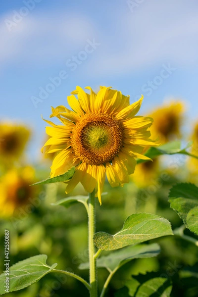 Obraz sunflower