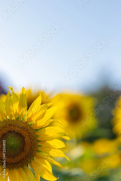 Obraz sunflower