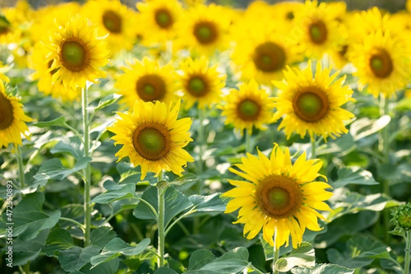 Obraz sunflower
