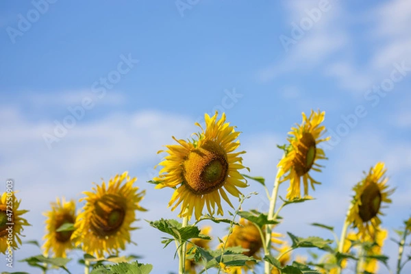 Obraz sunflower