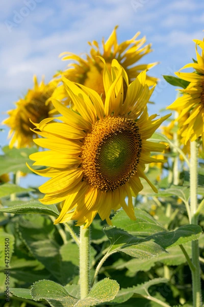 Obraz sunflower
