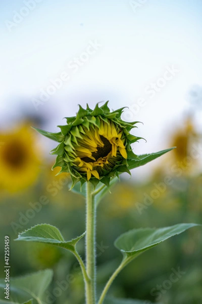 Obraz sunflower on a sky