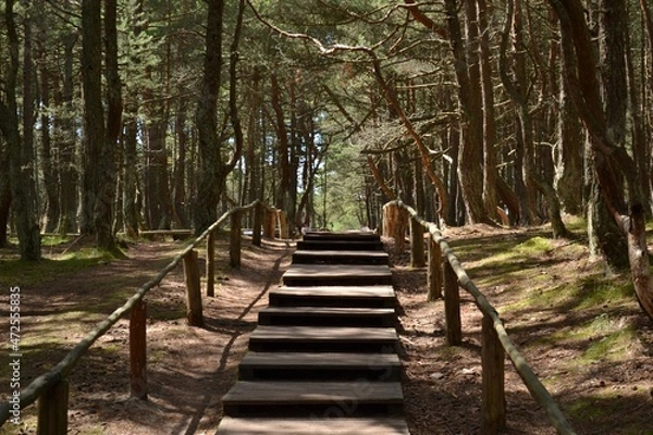 Obraz Stairs to the forest