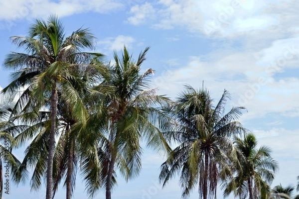 Obraz palm trees against blue sky