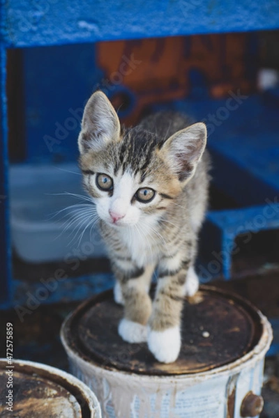 Obraz Curious kitten looking at the camera