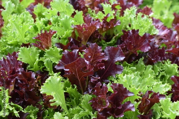 Obraz Pflücksalat - Babyleaf