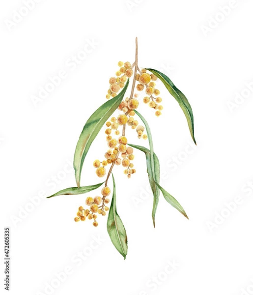 Fototapeta Australian flower. isolated on white background.