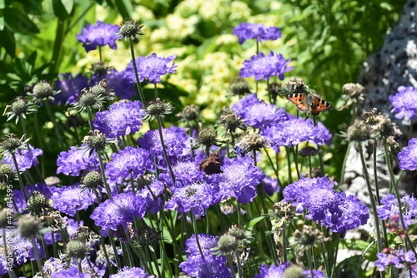 Obraz Schmetterling auf einer Skabiosen-Blüte