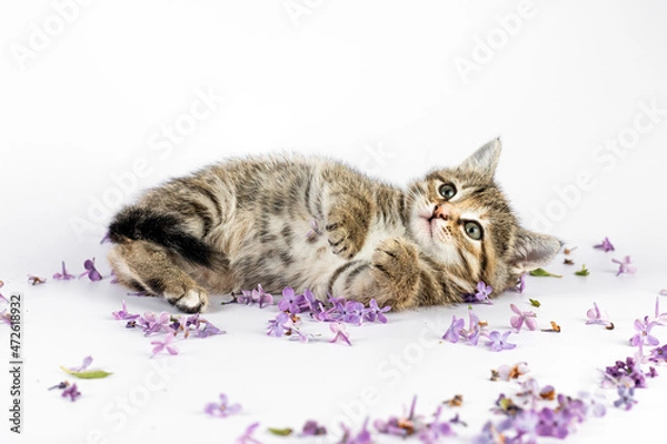 Fototapeta Little cute kitten playing with lilac flowers on white background.