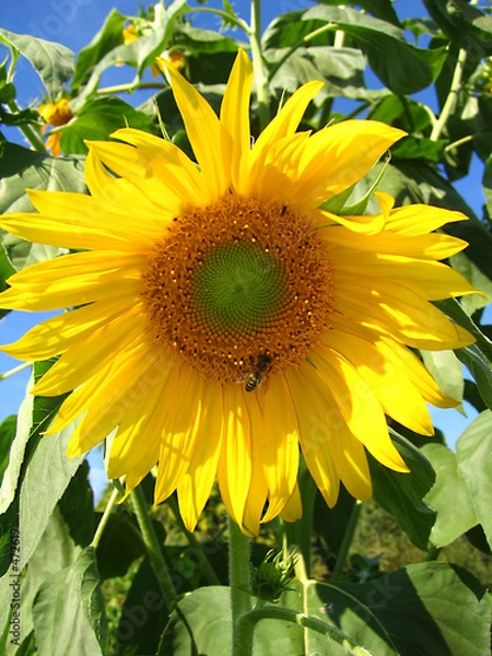Obraz the sunflower