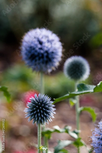 Obraz thistle in bloom