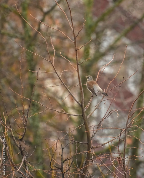 Fototapeta bird on the tree
