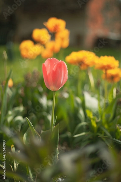 Obraz Tulips in the garden