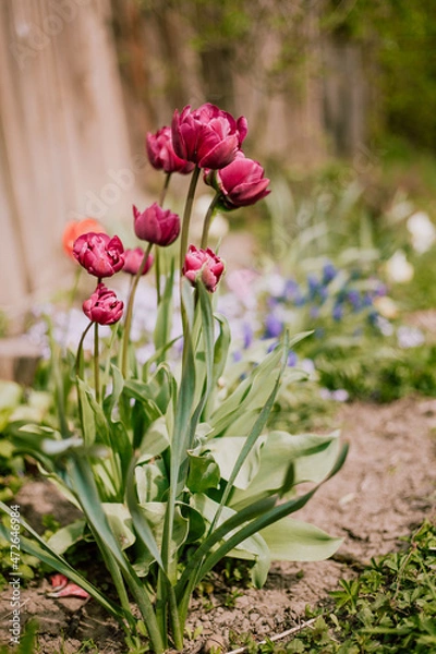 Obraz Tulips in the garden