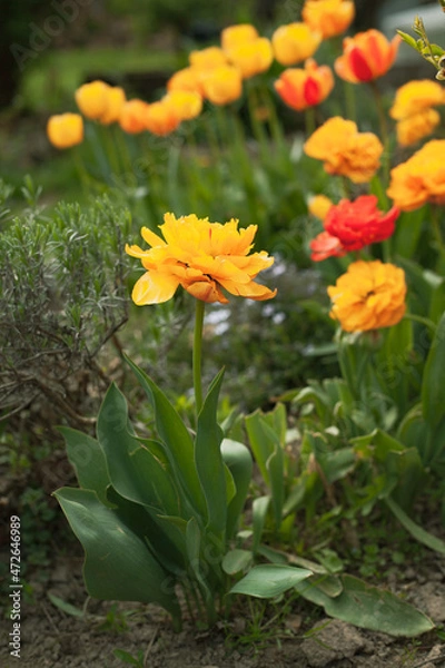 Obraz Tulips in the garden