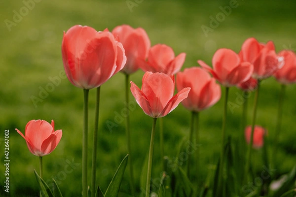 Obraz Tulips in the garden