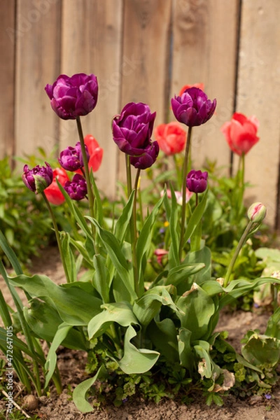 Obraz Tulips in the garden