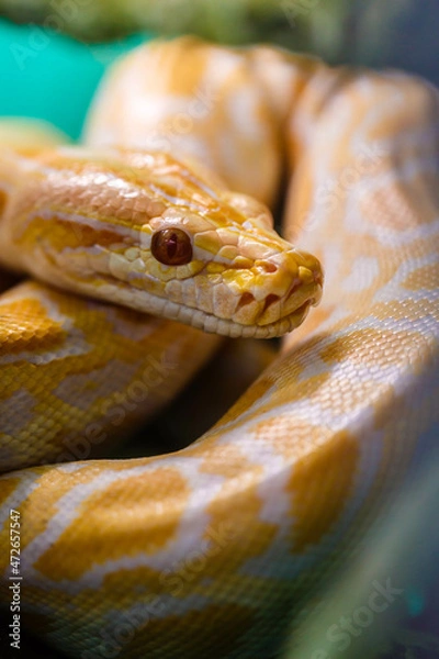 Obraz Burmese yellow and white python snake. Close-up
