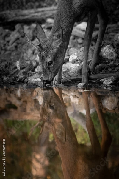 Fototapeta chevreuil