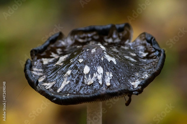 Fototapeta Champignon 