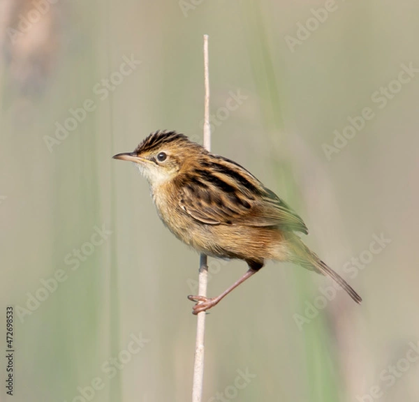 Fototapeta Cisticole des joncs