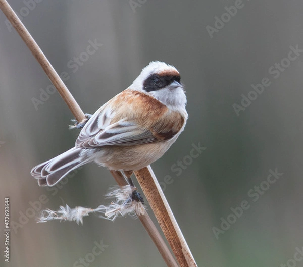 Fototapeta rémie penduline