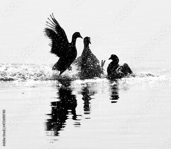 Fototapeta Foulque macroule 