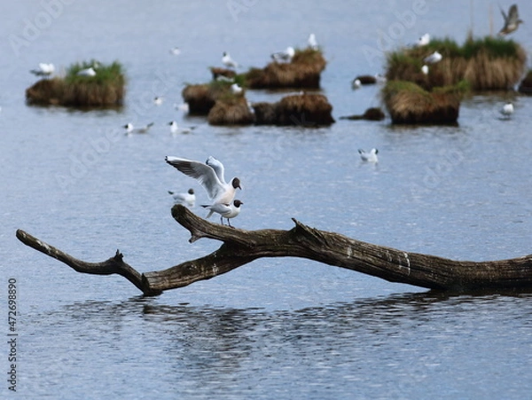 Fototapeta Mouette rieuse 