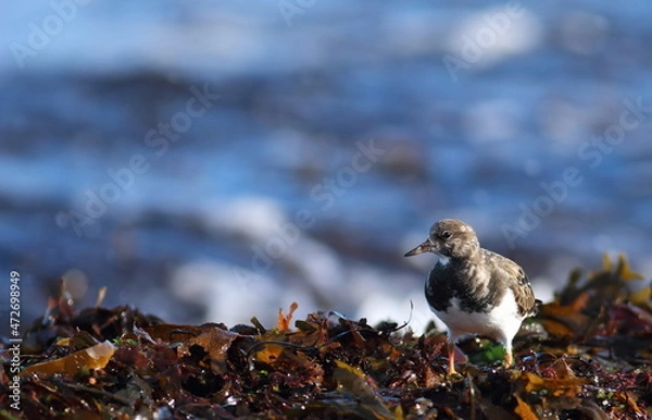 Fototapeta Tournepierre 