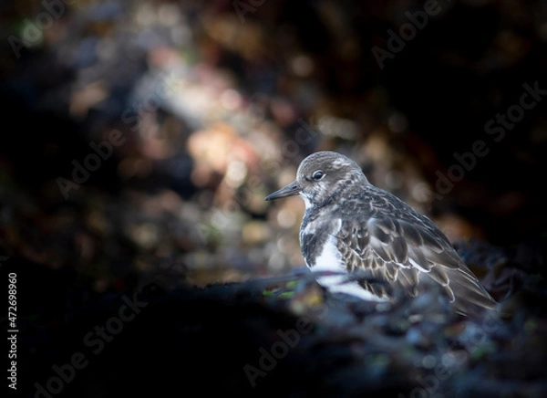 Fototapeta Tournepierre 