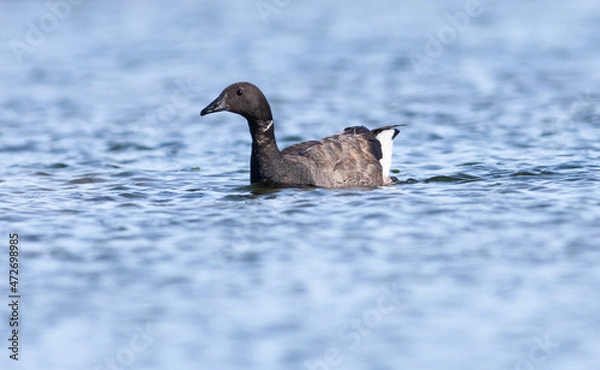 Fototapeta Bernache cravant 