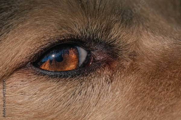 Obraz Beautiful dog's eye close up