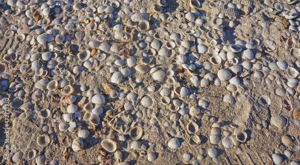 Obraz conchas de mar