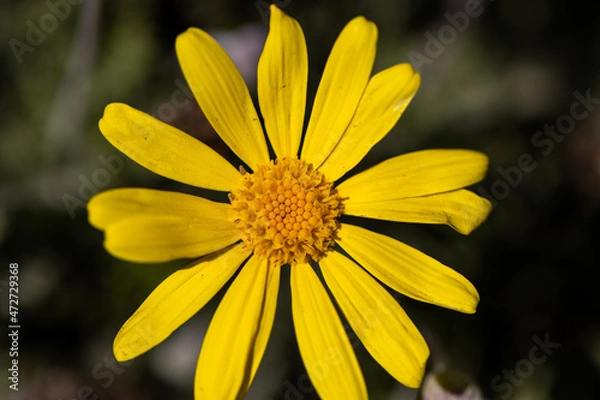 Obraz yellow daisy flower