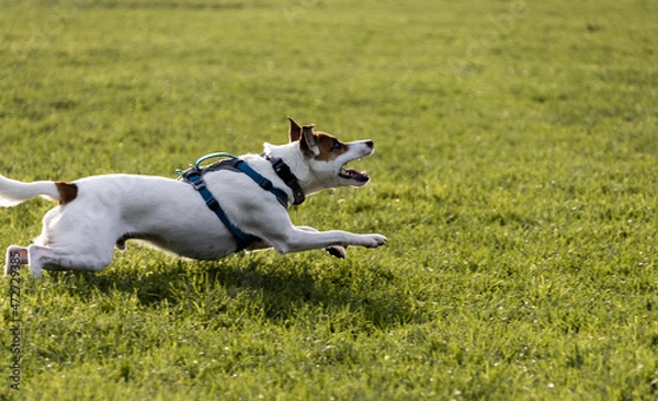Obraz jack russell terrier running