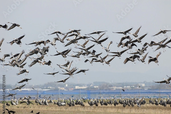 Obraz 飛び立つマナヅルの群（鹿児島県・出水市）
