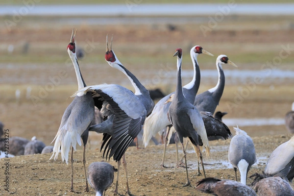Obraz マナヅルの鳴き合い（鹿児島県・出水市）
