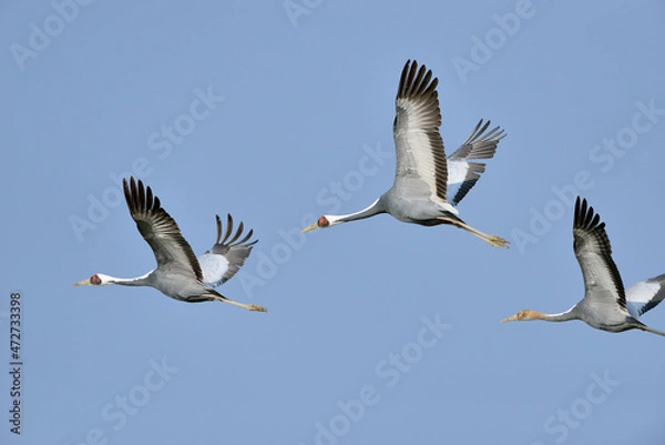 Obraz 飛翔するマナヅルの家族（鹿児島県・出水市）
