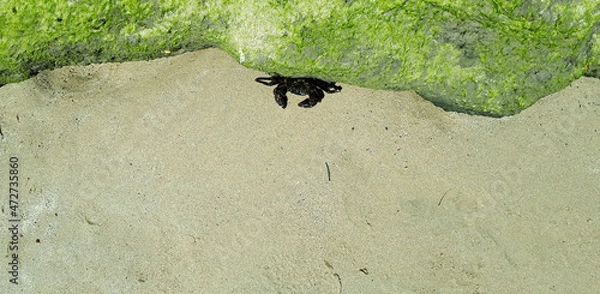 Obraz Crab on the beach