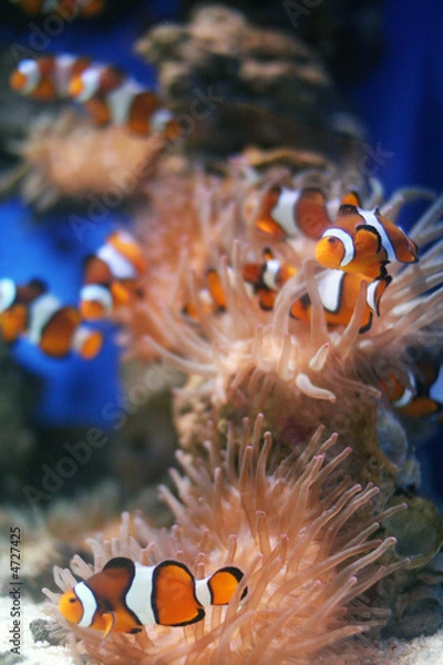 Obraz Clown Fish