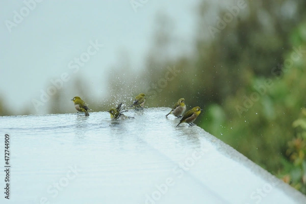 Obraz 気持ちよさそうに水浴びをする五羽の目白