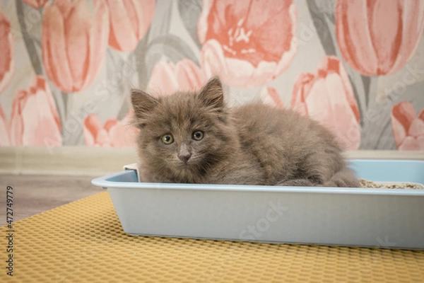 Fototapeta Little cute gray fluffy kitten hid in a blue cat tray and looks at the camera
