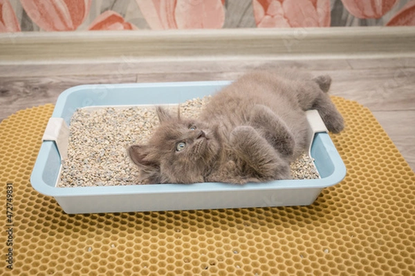 Fototapeta A small gray fluffy kitten lies in a blue cat tray and looks attentively upward with his legs crossed