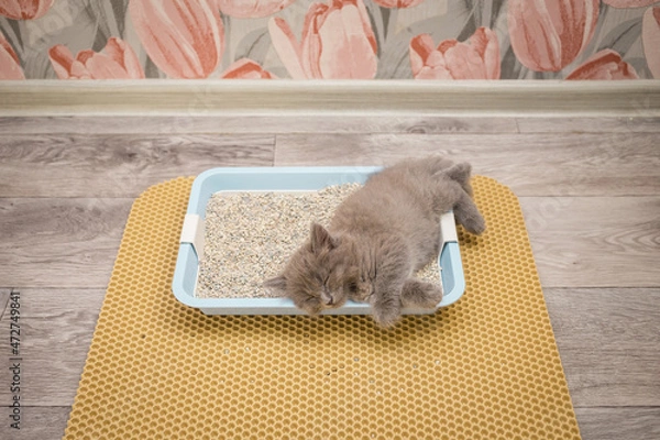 Fototapeta Little gray fluffy kitten sleeps in the cat litter box