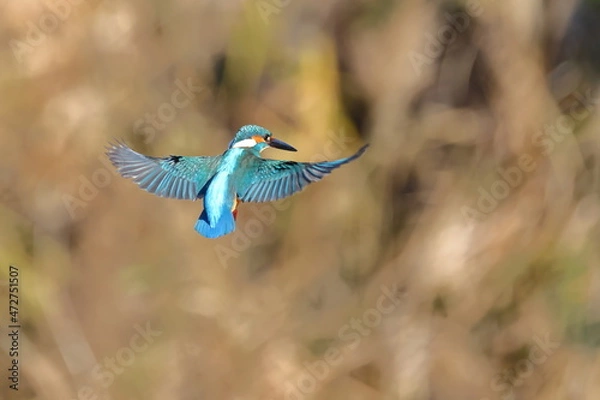 Obraz ホバリングして魚を探すカワセミ