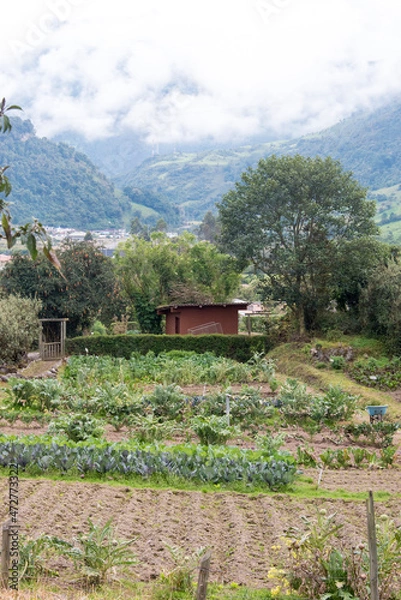 Fototapeta Ecuador. Termas de Papallacta lodging farm to table dining cloud forest area Cayambe Coca Natural Reserve.