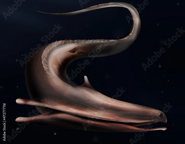 Fototapeta The Gulper eel (Pelican Eel), Eurypharynx pelecanoides in ocean