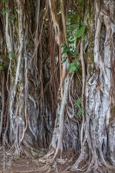 Fototapeta USA, Hawaii, Big Island of Hawaii. Hilo, Kalakaua Park, Banyan tree with multiple trunks.