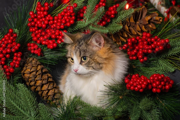 Fototapeta Funny fluffy tricolor cat with big yellow eyes is sitting on the New Year's decorations 